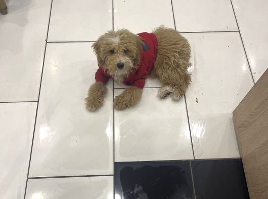 Türki̇yeni̇n En Uygun En Güzel Toy Poodle Yavrusu görsel