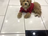 Türki̇yeni̇n En Uygun En Güzel Toy Poodle Yavrusu