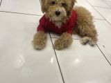 Türki̇yeni̇n En Uygun En Güzel Toy Poodle Yavrusu