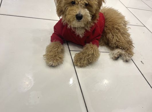 Türki̇yeni̇n En Uygun En Güzel Toy Poodle Yavrusu görsel