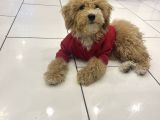 Türki̇yeni̇n En Uygun En Güzel Toy Poodle Yavrusu