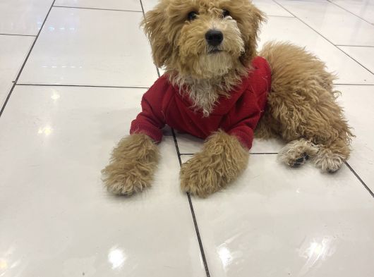 Türki̇yeni̇n En Uygun En Güzel Toy Poodle Yavrusu görsel