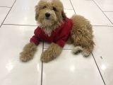 TÜRKİYENİN EN UYGUN EN GÜZEL TOY POODLE YAVRUSU