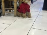 Türki̇yeni̇n En Uygun En Güzel Toy Poodle Yavrusu