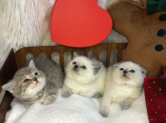 Tospikler Sağlıklı Oyuncu görsel