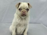 Mavi̇ Gözlü Özel Pi̇nk Pug Mops Yavrumuz Yeni̇ Ai̇lesi̇ni̇ Ariyor
