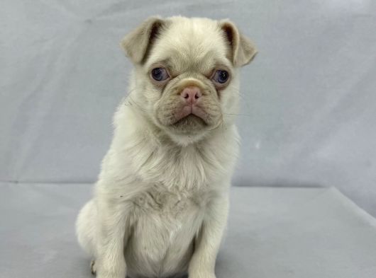Mavi̇ Gözlü Özel Pi̇nk Pug Mops Yavrumuz Yeni̇ Ai̇lesi̇ni̇ Ariyor görsel