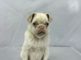 Mavi̇ Gözlü Özel Pi̇nk Pug Mops Yavrumuz Yeni̇ Ai̇lesi̇ni̇ Ariyor