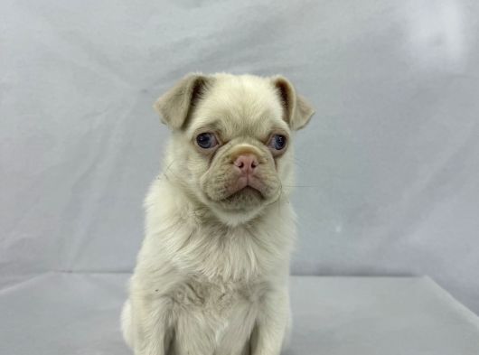 Mavi̇ Gözlü Özel Pi̇nk Pug Mops Yavrumuz Yeni̇ Ai̇lesi̇ni̇ Ariyor görsel