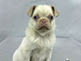 Mavi̇ Gözlü Özel Pi̇nk Pug Mops Yavrumuz Yeni̇ Ai̇lesi̇ni̇ Ariyor