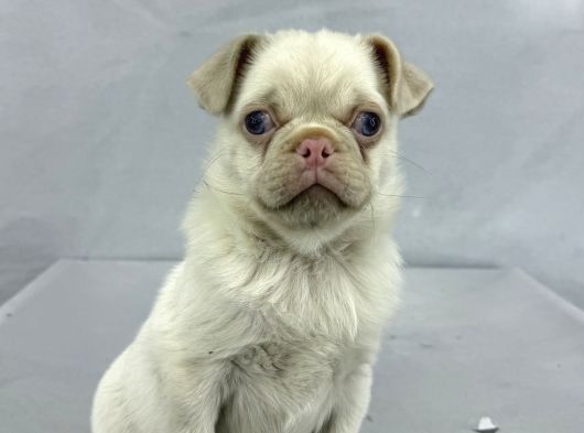 Mavi̇ Gözlü Özel Pi̇nk Pug Mops Yavrumuz Yeni̇ Ai̇lesi̇ni̇ Ariyor görsel