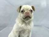 Mavi̇ Gözlü Özel Pi̇nk Pug Mops Yavrumuz Yeni̇ Ai̇lesi̇ni̇ Ariyor