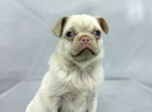 Mavi̇ Gözlü Özel Pi̇nk Pug Mops Yavrumuz Yeni̇ Ai̇lesi̇ni̇ Ariyor görsel