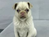 Mavi̇ Gözlü Özel Pi̇nk Pug Mops Yavrumuz Yeni̇ Ai̇lesi̇ni̇ Ariyor