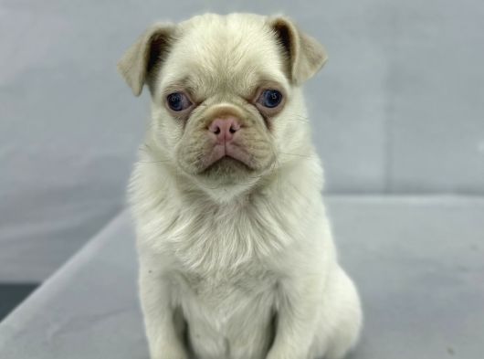 Mavi̇ Gözlü Özel Pi̇nk Pug Mops Yavrumuz Yeni̇ Ai̇lesi̇ni̇ Ariyor görsel