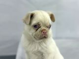 Mavi̇ Gözlü Özel Pi̇nk Pug Mops Yavrumuz Yeni̇ Ai̇lesi̇ni̇ Ariyor