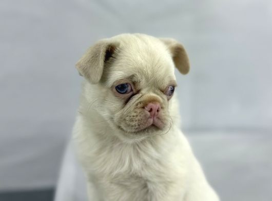 Mavi̇ Gözlü Özel Pi̇nk Pug Mops Yavrumuz Yeni̇ Ai̇lesi̇ni̇ Ariyor görsel