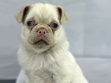 MAVİ GÖZLÜ ÖZEL PİNK PUG MOPS YAVRUMUZ YENİ AİLESİNİ ARIYOR