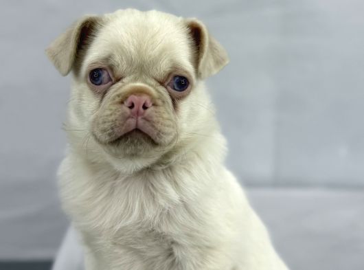 Mavi̇ Gözlü Özel Pi̇nk Pug Mops Yavrumuz Yeni̇ Ai̇lesi̇ni̇ Ariyor