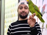 KAHKAHA ATAN KONUŞAN SARI ALINLI AMAZON PAPAĞANI