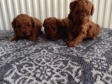 Güvenilir Yetiştiriciden Sağlıklı Toy Poodle Yavruları