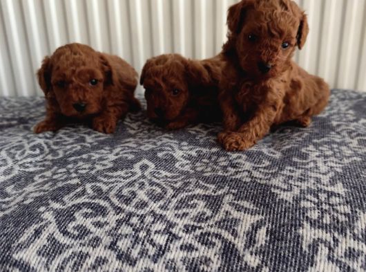 Güvenilir Yetiştiriciden Sağlıklı Toy Poodle Yavruları görsel
