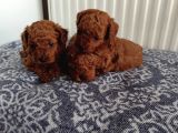Güvenilir Yetiştiriciden Sağlıklı Toy Poodle Yavruları