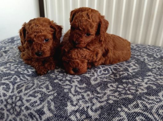 Güvenilir Yetiştiriciden Sağlıklı Toy Poodle Yavruları görsel