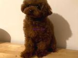 Dark Red Poodle Yavrular