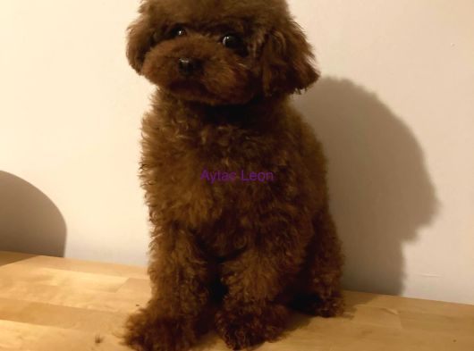 Dark Red Poodle Yavrular görsel
