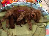 Dark Red Poodle Yavrular