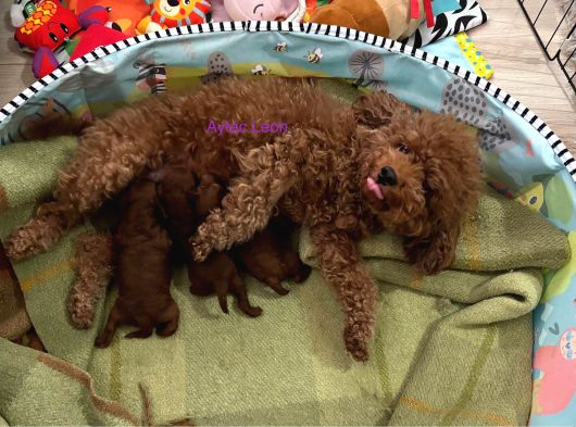 Dark Red Poodle Yavrular görsel