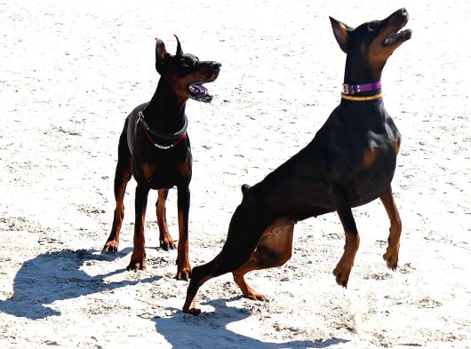 Efsane Doberman Yavrulari Istanbul