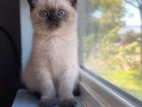 Bitter Çikolata Point British Shorthair
