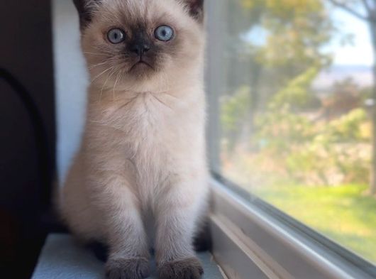 Bitter Çikolata Point British Shorthair