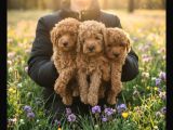 Pofuduk Toy Poodle Yavrular