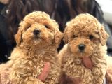 Teacup Aşılı Karneli Korea Kan Toy Poddle Yavrumuz