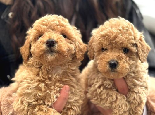 Teacup Aşılı Karneli Korea Kan Toy Poddle Yavrumuz görsel