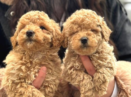 Teacup Aşılı Karneli Korea Kan Toy Poddle Yavrumuz görsel