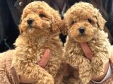 Teacup Aşılı Karneli Korea Kan Toy Poddle Yavrumuz