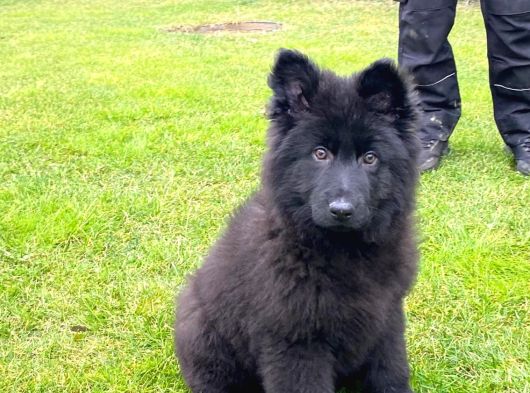 Solid Black Alman Çoban Yavruları