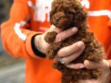 Zeki oyuncu toy poodle bebekler