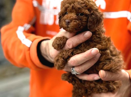 Zeki oyuncu toy poodle bebekler
