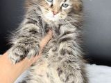 Mainecoon Polydactyl Dişi