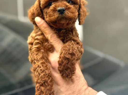 Toy poodle bebekler