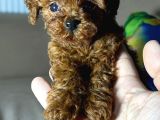 A Kalite Kore Kan Toy Poodle Yavrular