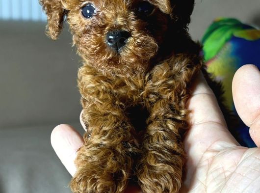 A Kalite Kore Kan Toy Poodle Yavrular görsel