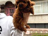 Efsane Poodle Bebekler