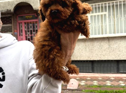 Efsane Poodle Bebekler görsel