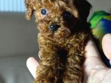 A Kalite Kore Kan Toy Poodle Yavrular